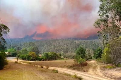 Nova pošast u Australiji poslije požara i poplava