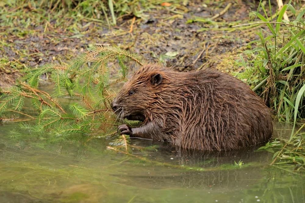Dabrovi sagradili branu i napravili jezero