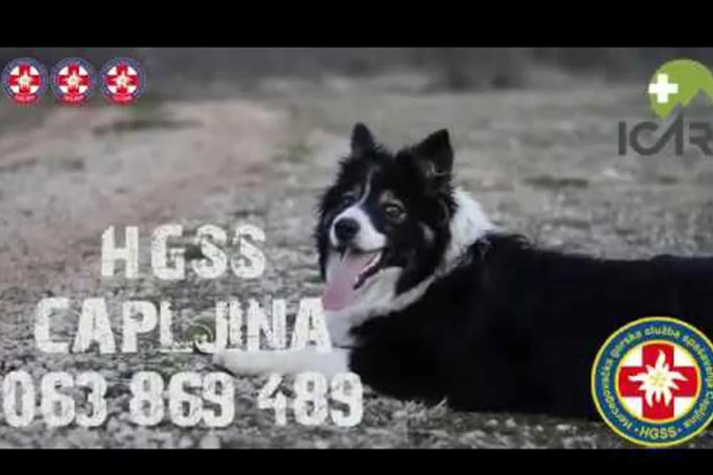 FLOKI SPASAVA ŽIVOTE Pas heroj iz Čapljine sa spasiocima TRAŽI NESTALE (VIDEO)