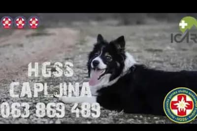 FLOKI SPASAVA ŽIVOTE Pas heroj iz Čapljine sa spasiocima TRAŽI NESTALE (VIDEO)