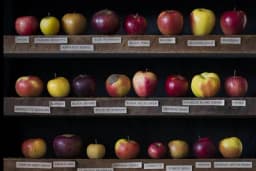 Priroda na granici sa umjetnošću: Jabuke kakve još niste vidjeli FOTO