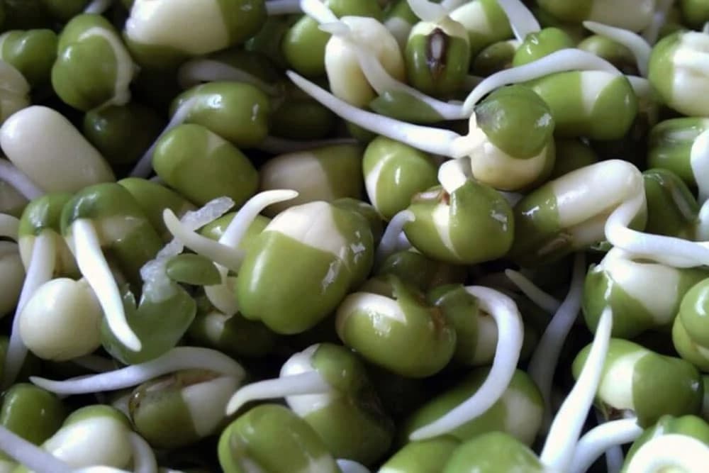 Klice - svježa hrana u zimskim mjesecima