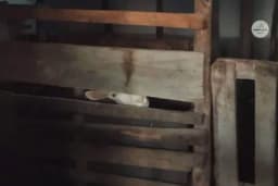 Kazna od 30 do 10.000 KM ako životinje ne uzgajate po ovim pravilima!