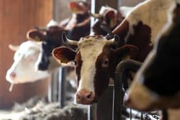 Farmeri u RS pomoću aplikacije prave optimalne obroke za goveda