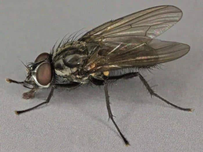 Suzbijanje korijenovih muva