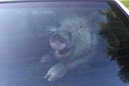 Stavio prase za Božić u gepek, ono mu napravilo haos: Pregrizlo crijeva za plin, zaustavili saobraćaj