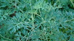 Pelin - Ljekovita svojstva i gajenje