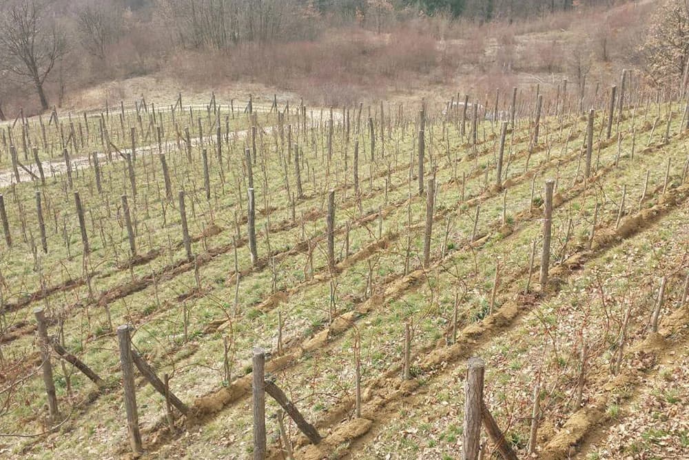 Lozni kalemovi način pripreme za sadnju