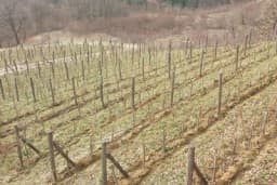 Hercegovina: Povoljni vremenski uslovi za rezidbu vinograda