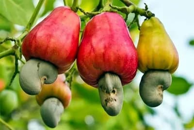 Probali ste – a da li znate kako raste indijski orah, ananas, kikiriki....