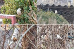 Jedan u milion: Prvi albino vrabac u Srbiji