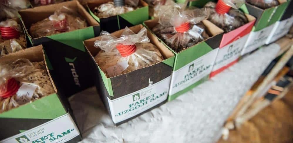 Urbana farma: Poduzetnik iz Bugojna uzgojio bukovaču u kafi