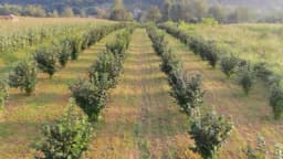 Farma lješnika u Vojvodini na 50 hektara - dobio skoro 70.000 eura