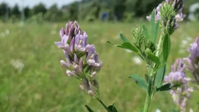 Kosidba lucerke – 3 metode određivanja optimalnog vremena kosidbe
