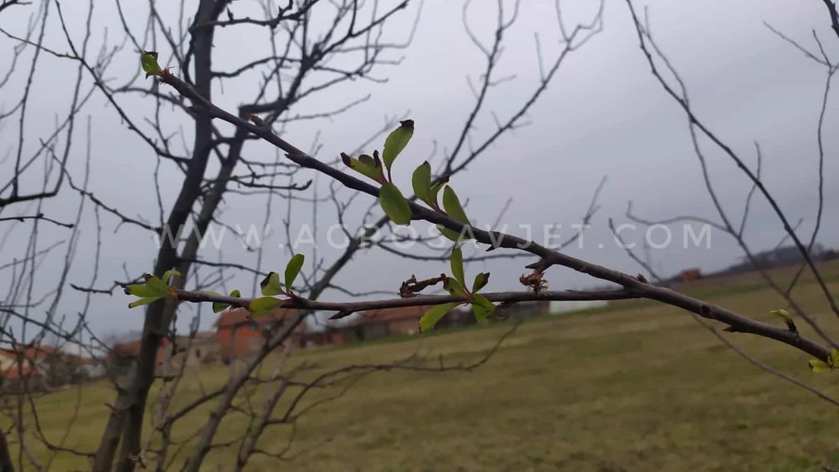 Cvjetanje kad mu VRIJEME NIJE /FOTO/