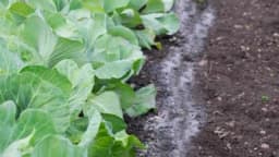 Stručnjaci savjetuju kako se PEPEO može iskoristiti u poljoprivredi