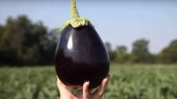 Patlidžan koji morate da gajite: Otporan je na bolesti i donosi visok prinos