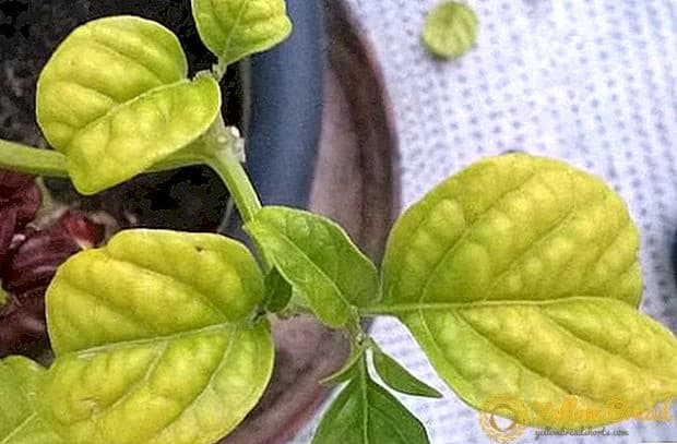 Simptomi oboljenja biljaka usljed nedostatka ili viška hranjivih materija