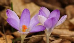 Nova vrsta šafrana otkrivena na Fruškoj gori