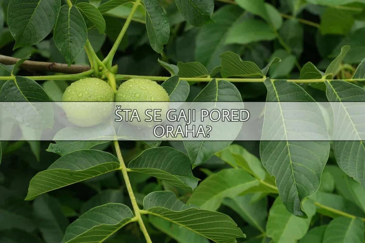 Šta se smije uzgajati u blizini oraha