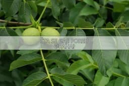 Šta se smije uzgajati u blizini oraha?