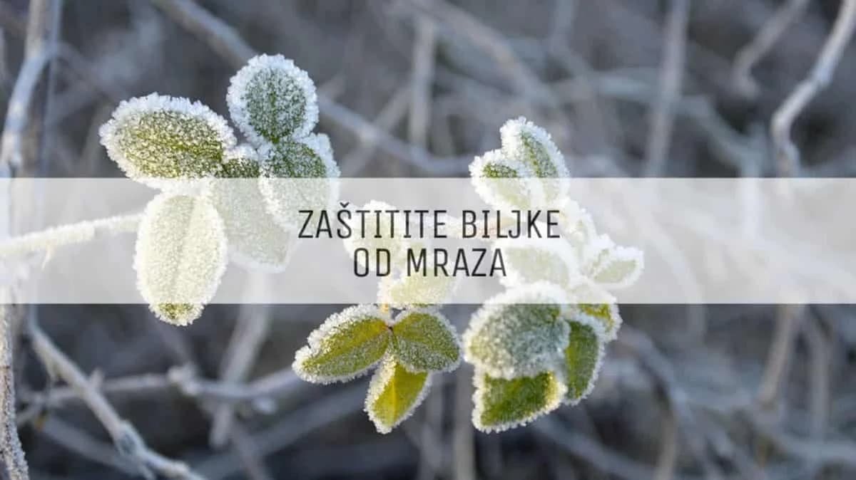Upozorenje: Od ponedjeljka moguć snijeg i mraz - naučite da zaštitite vaše biljke
