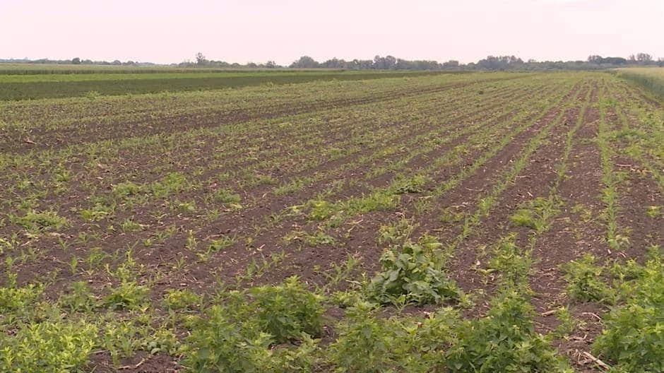 Koje djubrivo donosi najveće prinose?
