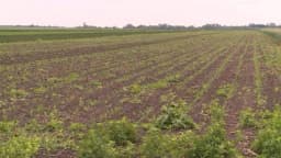 Koje djubrivo donosi najveće prinose?