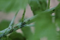 Kako se boriti protiv pjegavosti izdanaka maline i kupine