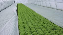 Kako zaštititi biljke od hladnih talasa