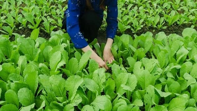 Grad u Hercegovini koji nudi besplatne parcele za povrtare