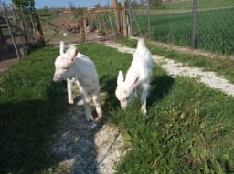 DOGODILO SE PRAVO ČUDO: Zbog prizora u štali domaćini su organizovali MALO SLAVLJE