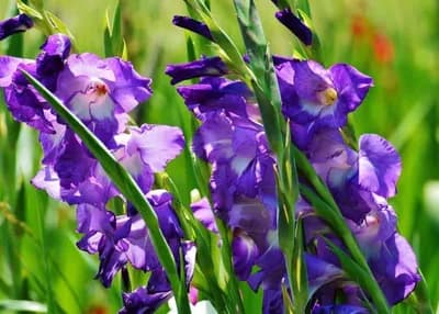 Kada je pravo vrijeme za sadnju gladiole