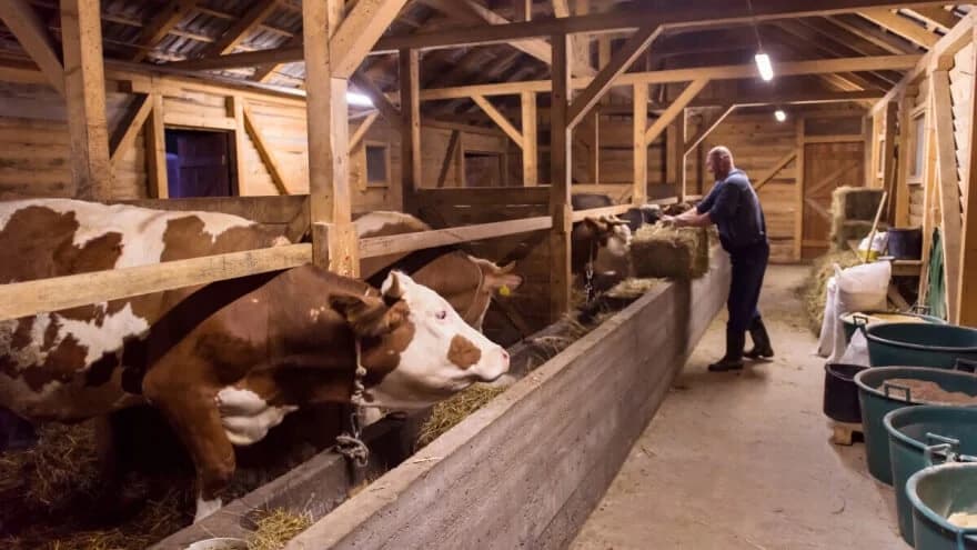 Šta možemo da naučimo od slučaja korona virusa?