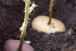 Gajite ruže iz krompira - Trik profesionalnih baštovana!