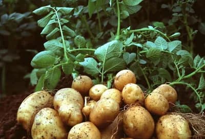 Gajenje krompira BEZ OKOPAVANJA – Manje posla i bez oštećenja