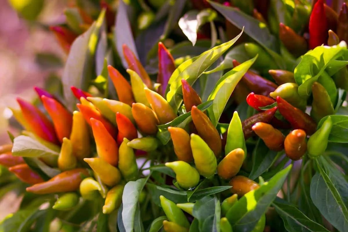 Ovaj posao vam može donijeti zaradu