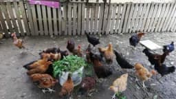 Elvis Dado Horvatinović zdravlje peradi jača češnjakom, sirćetom i pepelom - kao naši stari