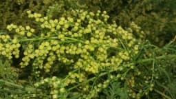 KORIŠĆENJE OVE BILJKE U MEDICINI NAGRAĐENO JE NOBELOM: Čini čuda za brojne ORGANE, ali mora se koristiti OPREZNO!