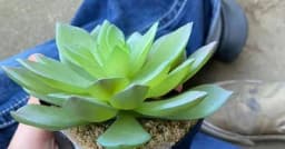 Djevojka dvije godine zalijevala umjetnu biljku, šokirala se kad je otkrila istinu