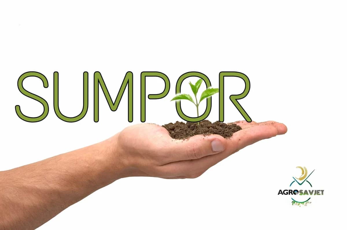 Sumpor