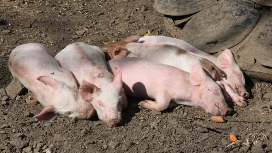 Uzgoj svinja na danski način – Od praseta do mesare