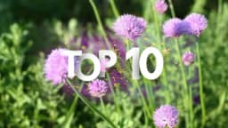 10 biljaka koje se posade jednom, a cvjetaju 10 godina