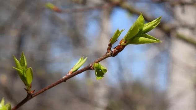 Preventivne mjere u zasadima voća