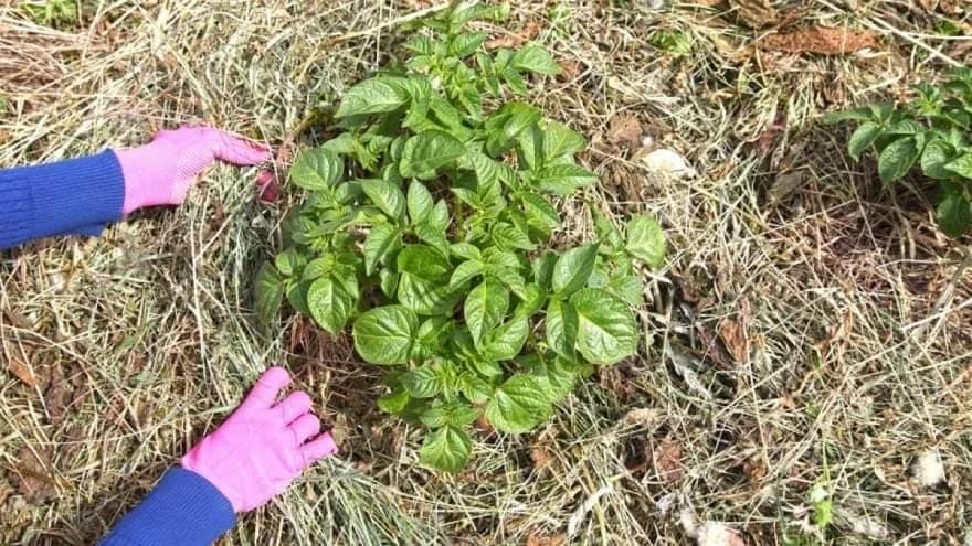 Uzgoj krompira bez obrade tla - pod slamom ili sijenom