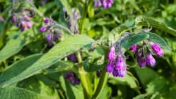 Sve o uzgoju gaveza - Sadnja, zalivanje, đubrenje, razmnožavanje