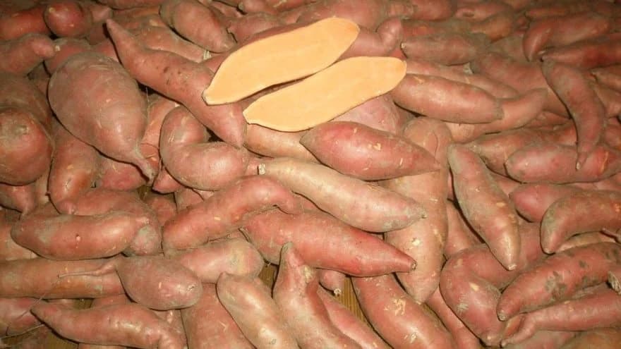 Uzgoj i sadnja batata iz presadnica