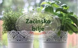 Najljepši začini uvijek pri ruci: Kako da sami, bez muke, uzgojite omiljene začine!