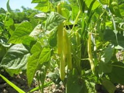 Boranija i njene potrebe za vodom - kada i kako zalivati?