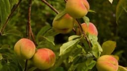 Ljetna rezidba breskve i nektarine